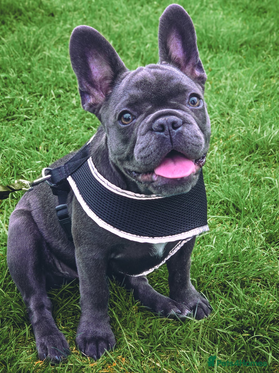 French Bulldog dogs for sale: Female French bulldog for sale - Image 1