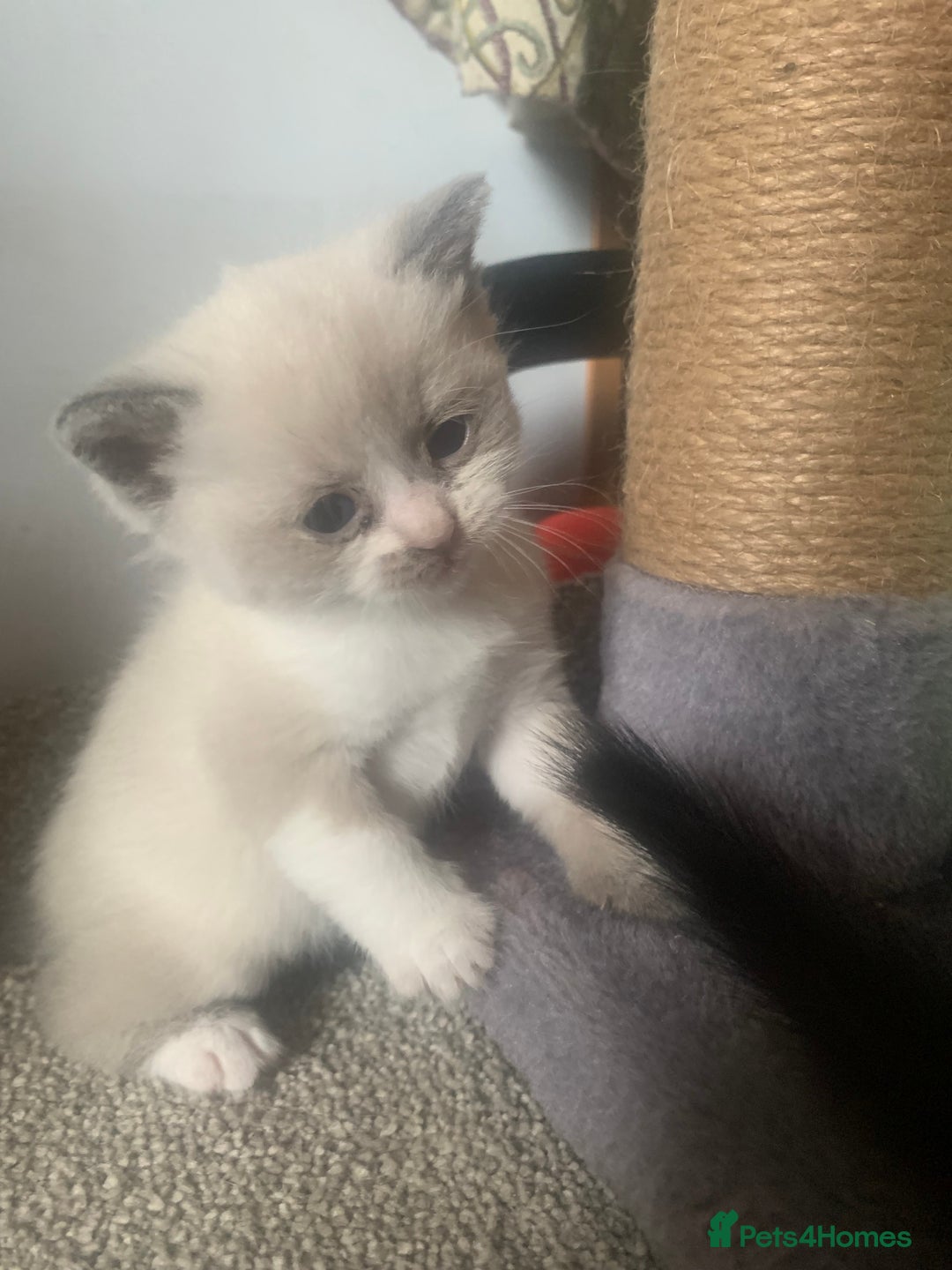 Persian cats for sale: Our cute adorable little female seal point  - Image 17