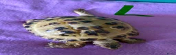 Tortoise reptiles for sale: 2 Horsefield Tortoises - Advert 3