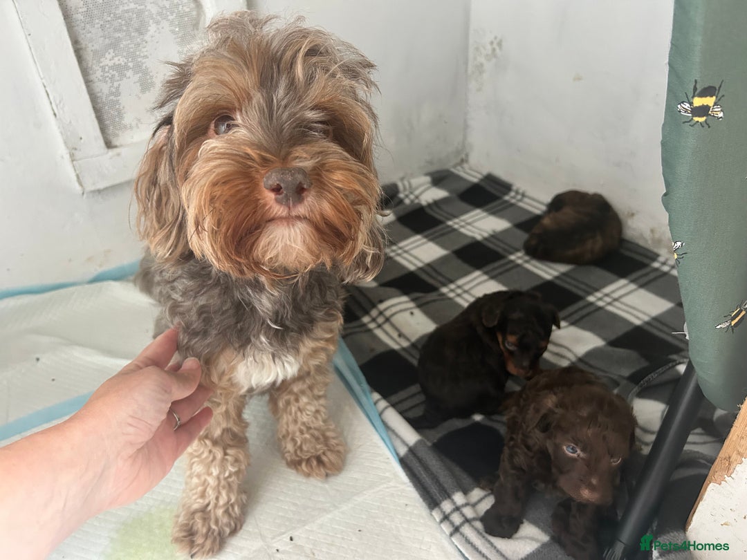 Mixed Breed dogs for sale: Shihpoo puppies - Image 9