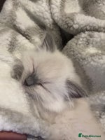 Ragdoll cats - Advert 1