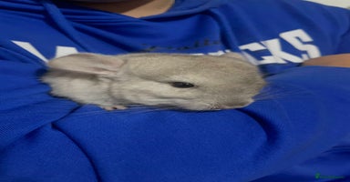 Chinchilla rodents - Advert 10
