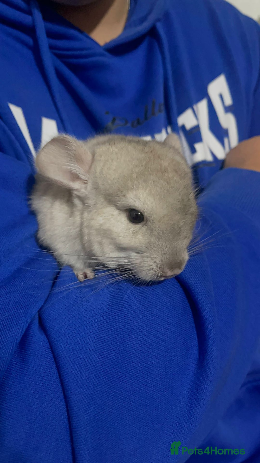 Chinchilla rodents for sale: URGENT: Two bonded mosaic female cousins - Image 3