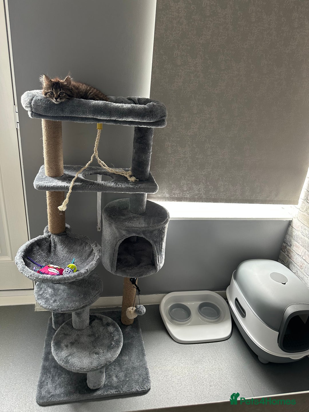 Mixed Breed cats for sale: Kitten  - Image 3