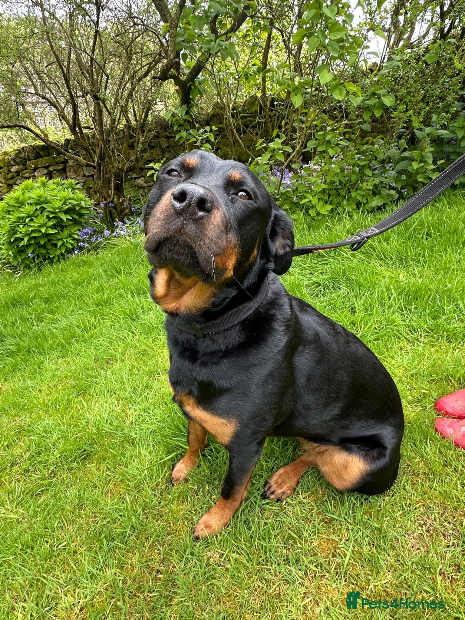 Rottweiler dogs Beautiful Family Rottweiler Girl Adult  - Advert 1
