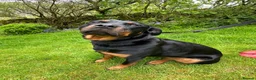 Rottweiler dogs for sale: Beautiful Family Rottweiler Girl Adult  - Advert 1