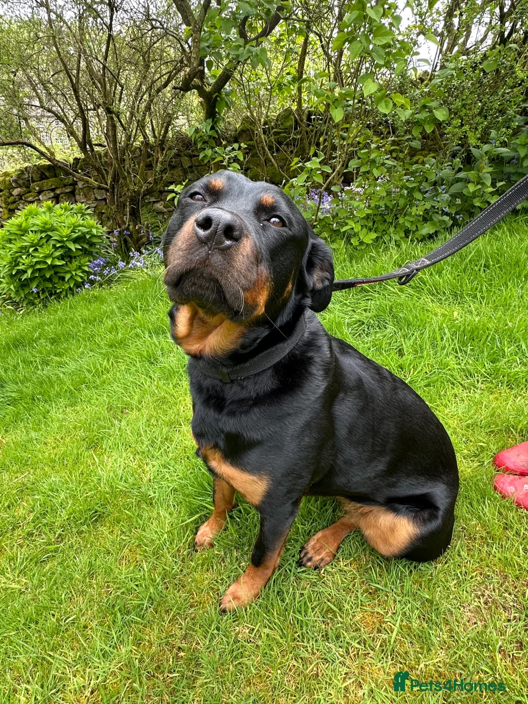 Rottweiler dogs for sale: Beautiful Family Rottweiler Girl Adult  - Advert 1