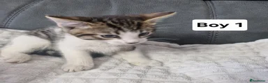 Siberian Kitten 3