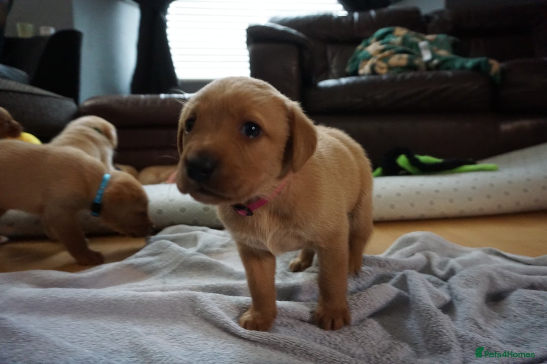 Labrador Retriever dogs for sale: READY NOW Stunning Fox red Labrador puppies - Advert 39