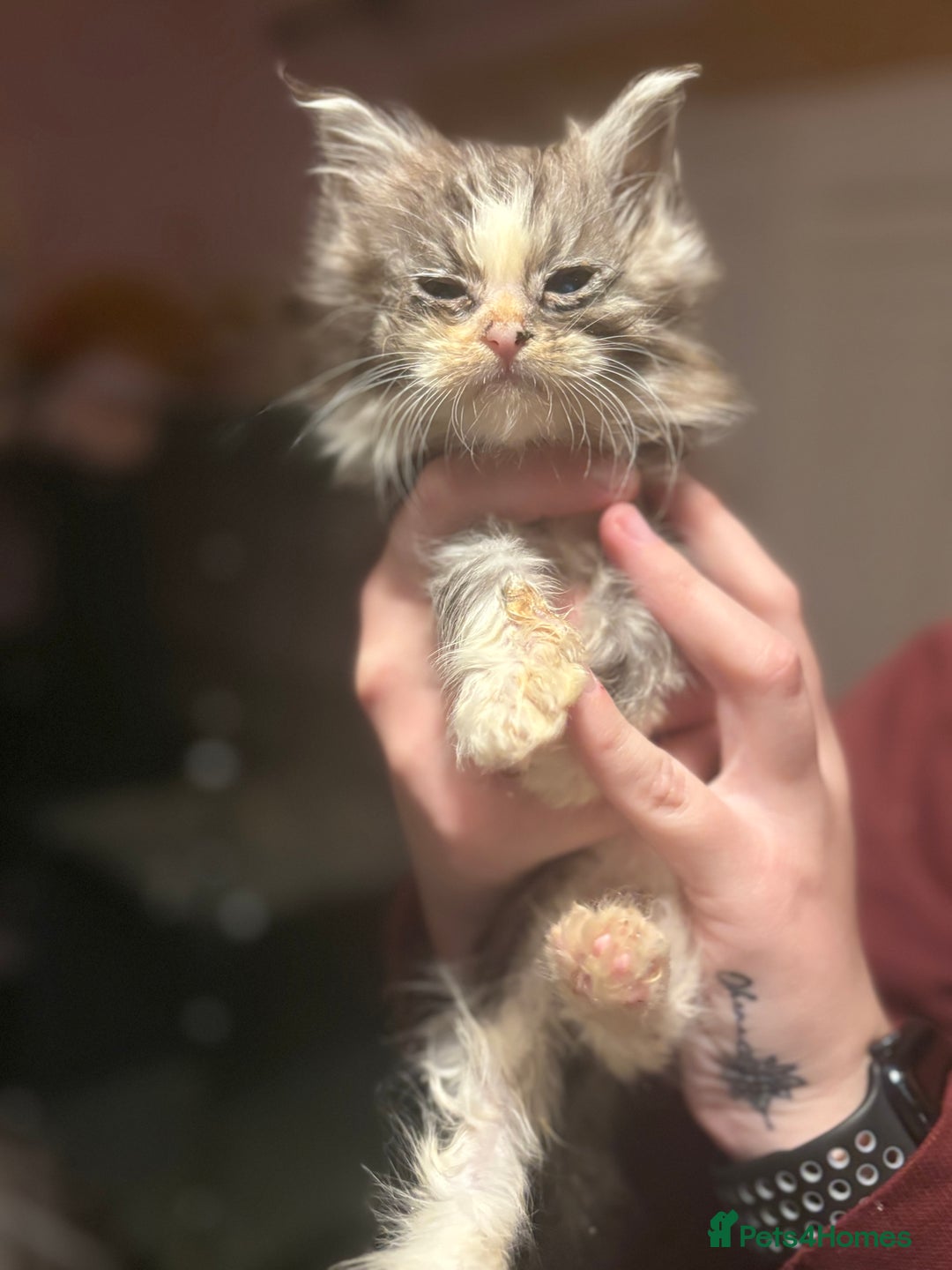 Maine Coon cats for sale: 2 beautiful Maine coon kittens  - Advert 10