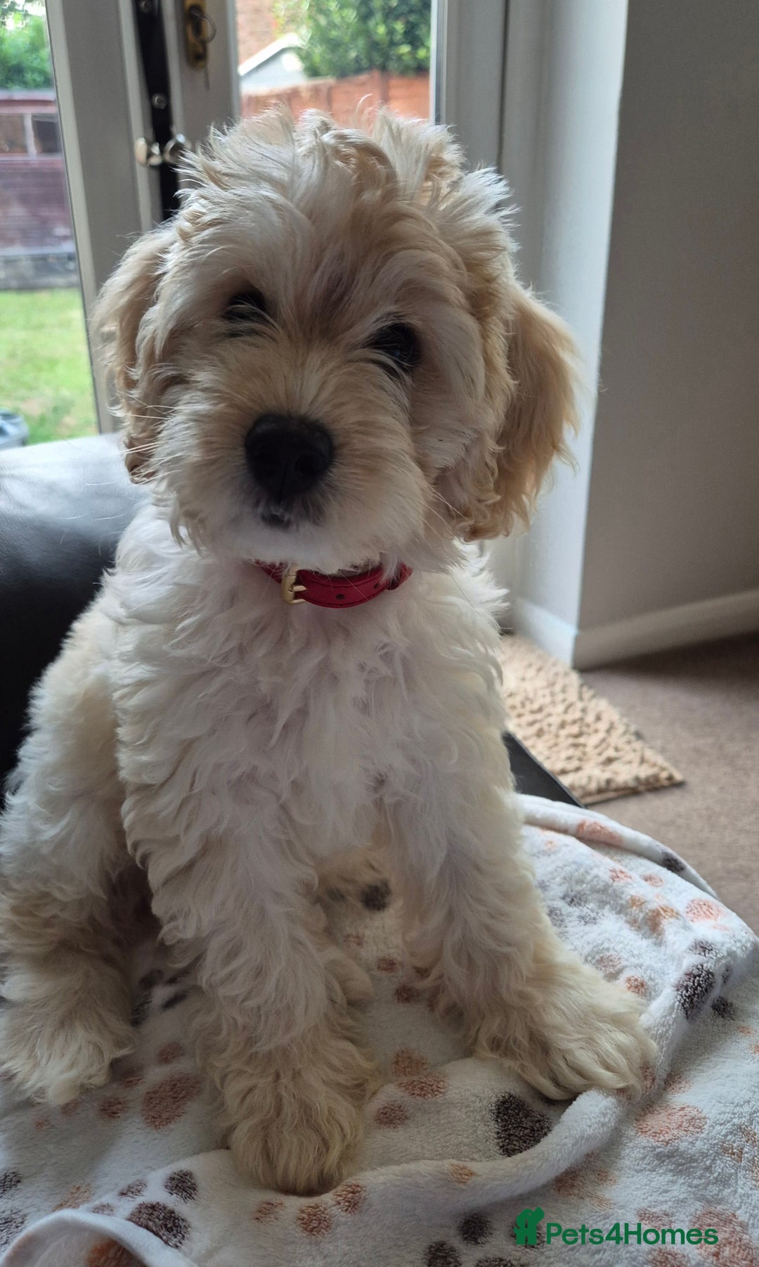 Cockapoo dogs for sale: Stunning Champagne Cockapoo Boy - Image 2
