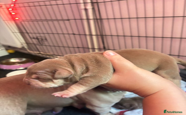 American Bully dogs - Advert 1
