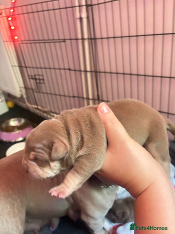 American Bully dogs - Advert 1