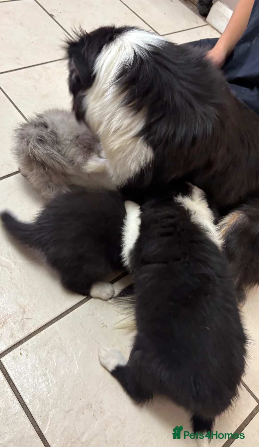 Border Collie dogs for sale: Gorgeous Border Collie Puppies  in Wisbech - Advert 2