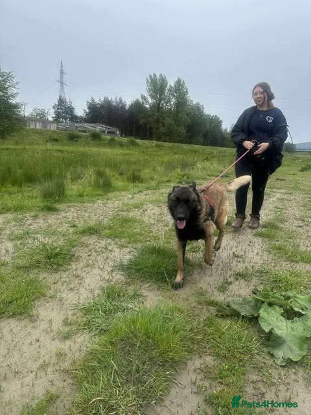 Mixed Breed dogs for adoption: Meet Otis, currently residing in West Yorkshire - Advert 7