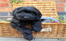 Australian Labradoodle dogs for sale: Australian labradoodle** READY TO GO** - Image 6