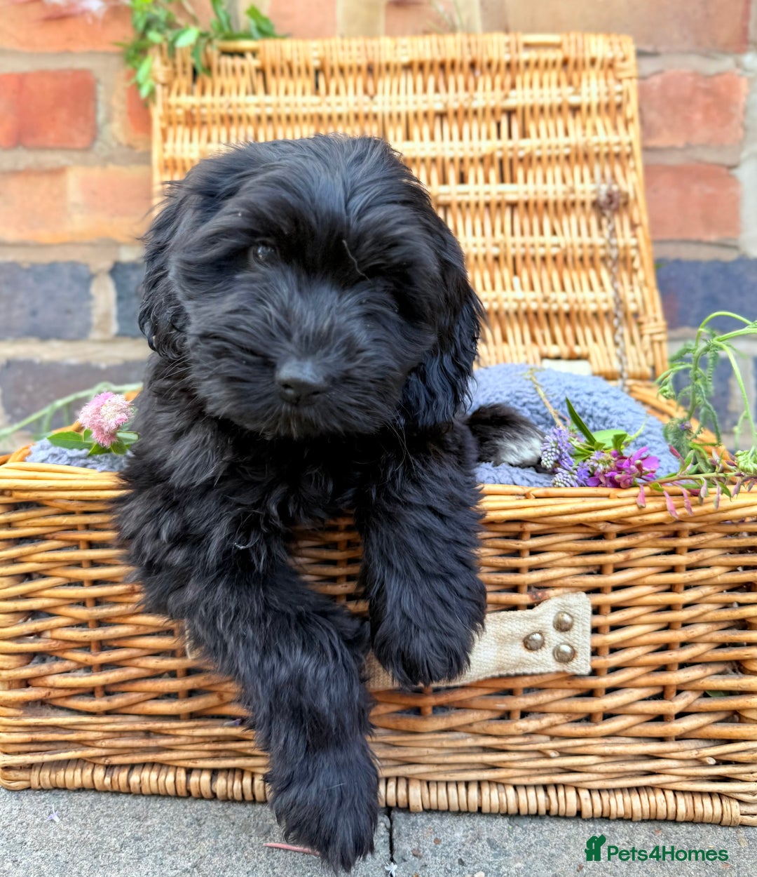 Australian Labradoodle dogs for sale: Australian labradoodle** READY TO GO** - Image 6