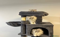 Persian cats for sale: Beautiful Persian x Exotic Kittens - Now Ready! - Image 11