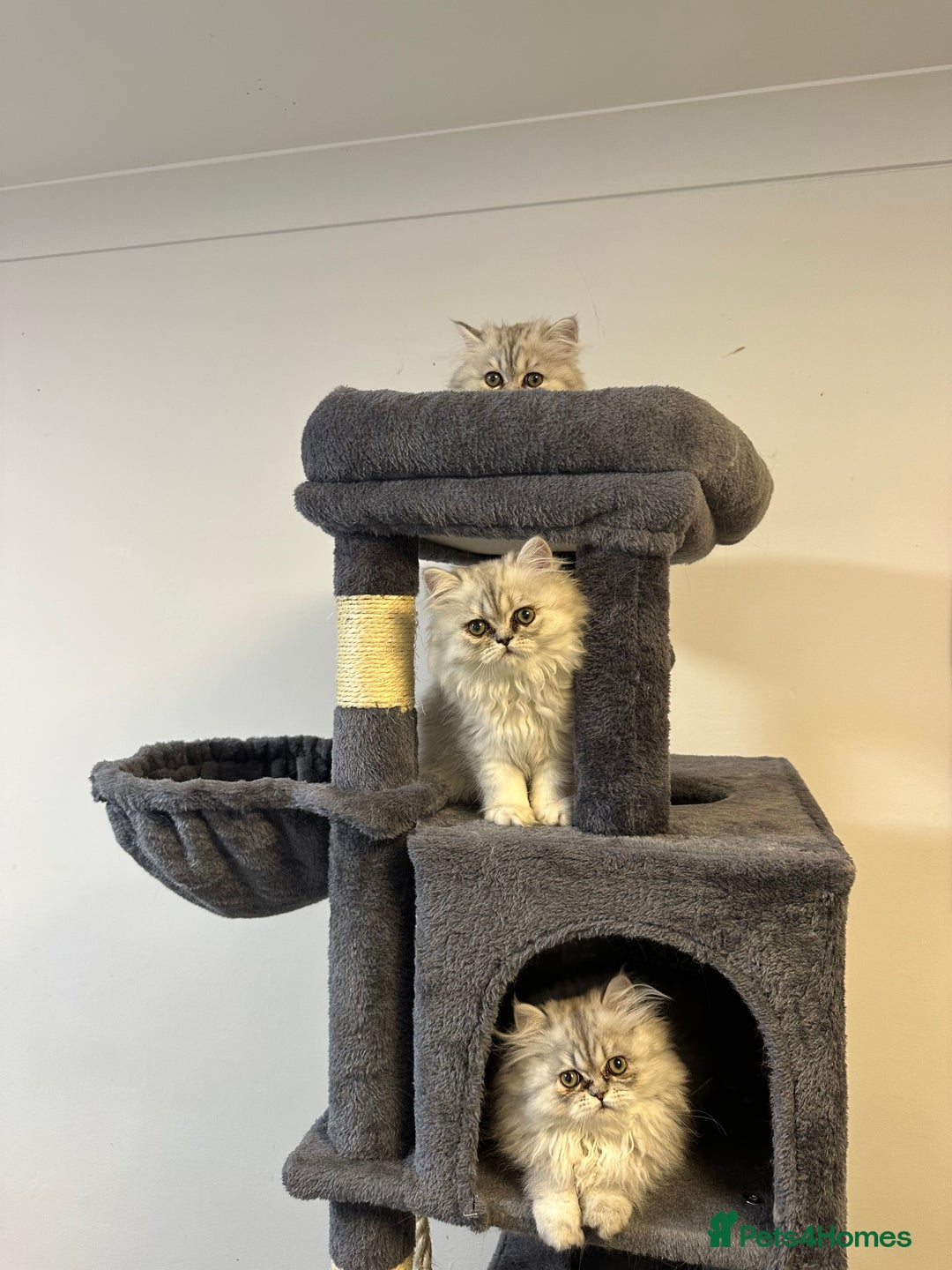 Persian cats for sale: Beautiful Persian x Exotic Kittens - Now Ready! - Image 11