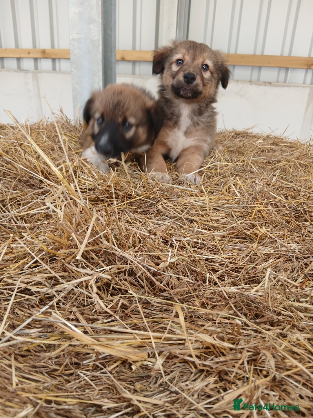 Border Collie dogs for sale: Beautiful long hair puppies  - Image 2