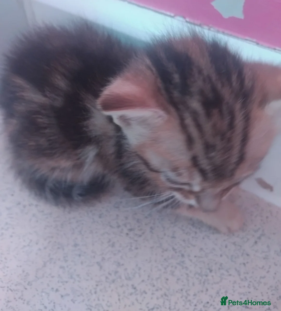 Bengal cats for sale: Beautiful Bengal X Kittens - Advert 2