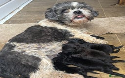 Shihpoo dogs for sale: Adorable shihpoo puppies - Image 13