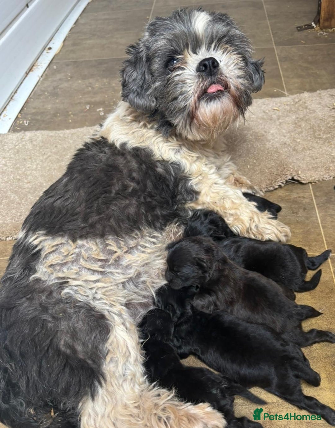 Shihpoo dogs for sale: Adorable shihpoo puppies - Image 13