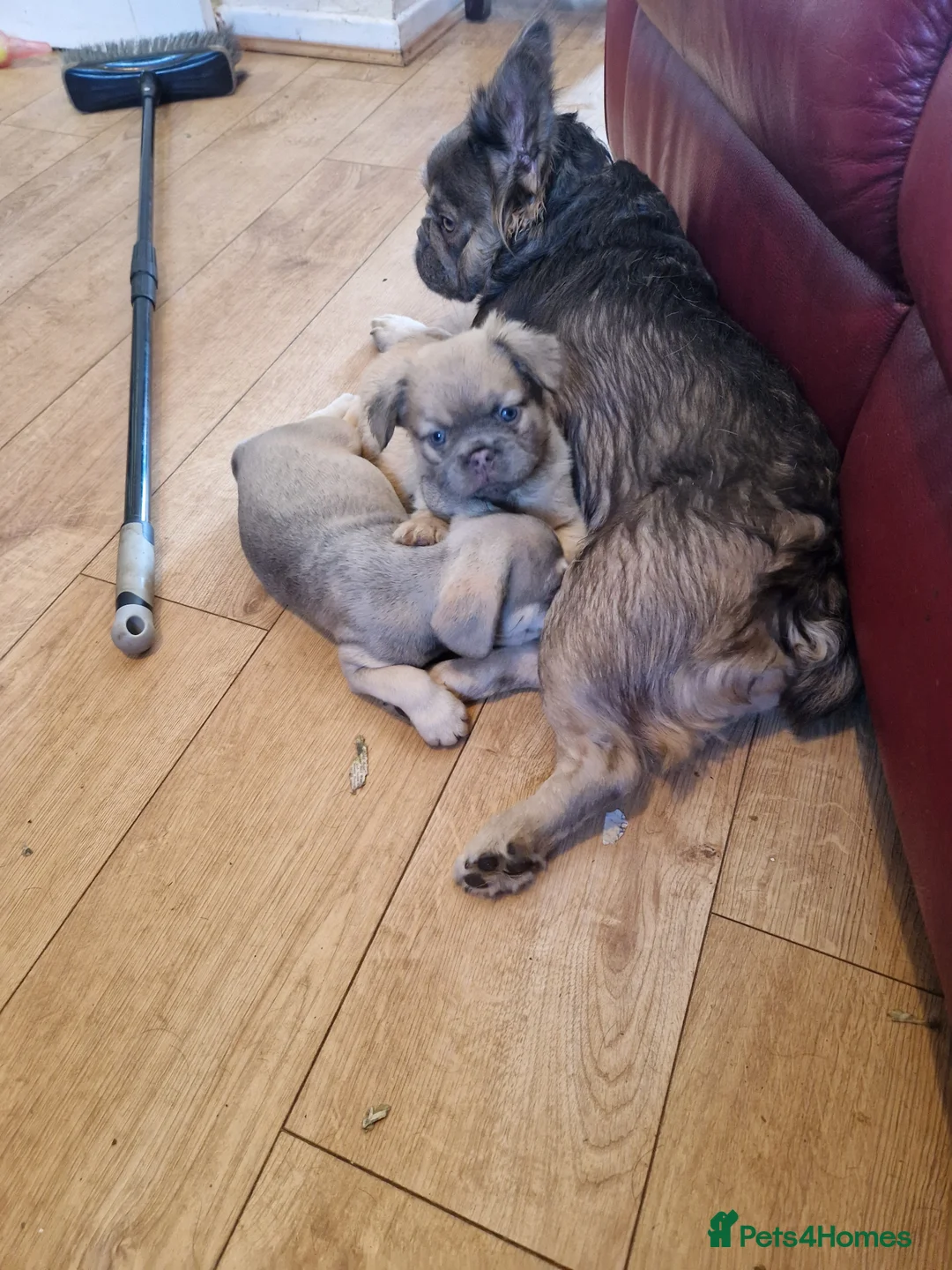 French Bulldog dogs for sale: Fluffy french bulldogs  - Advert 11