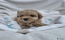 Maltipoo dogs for sale: TINY KOREAN F1 MALTIPOO PUPS - Image 3