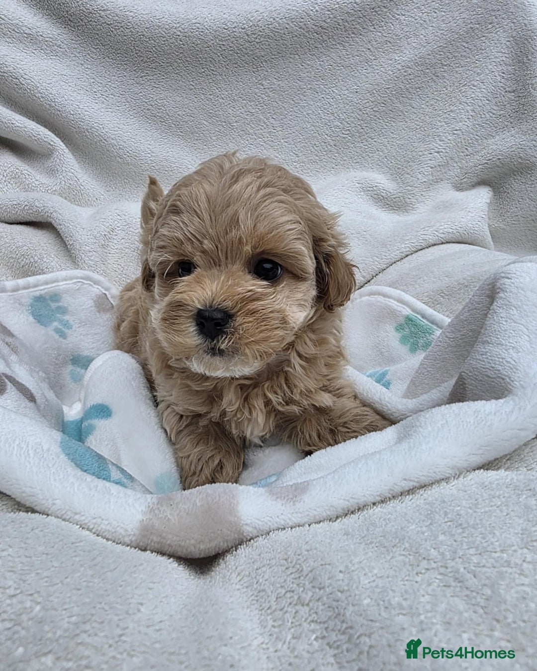 Maltipoo dogs for sale: TINY KOREAN F1 MALTIPOO PUPS - Image 3
