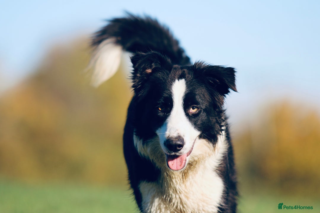 Border Collie dogs for sale: Beautiful KC rough coated border collie puppies  - Advert 11