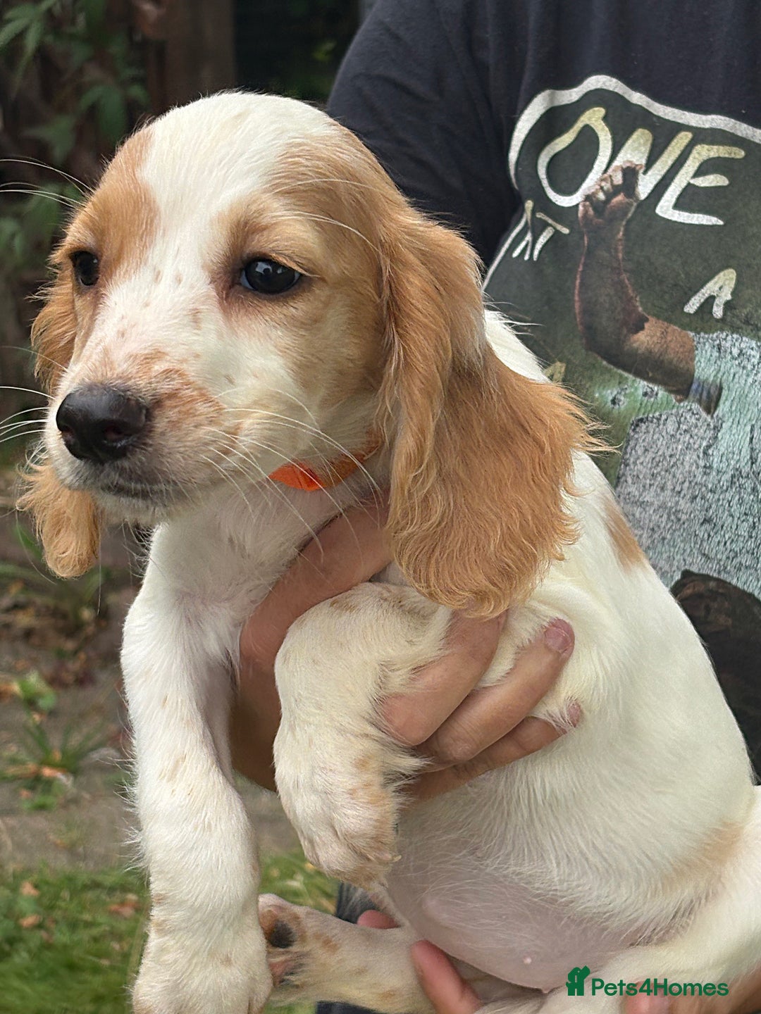 Cocker Spaniel dogs for sale: Ready now Working cocker spaniels 3 left - Image 9