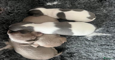 Chihuahua dogs - Advert 3