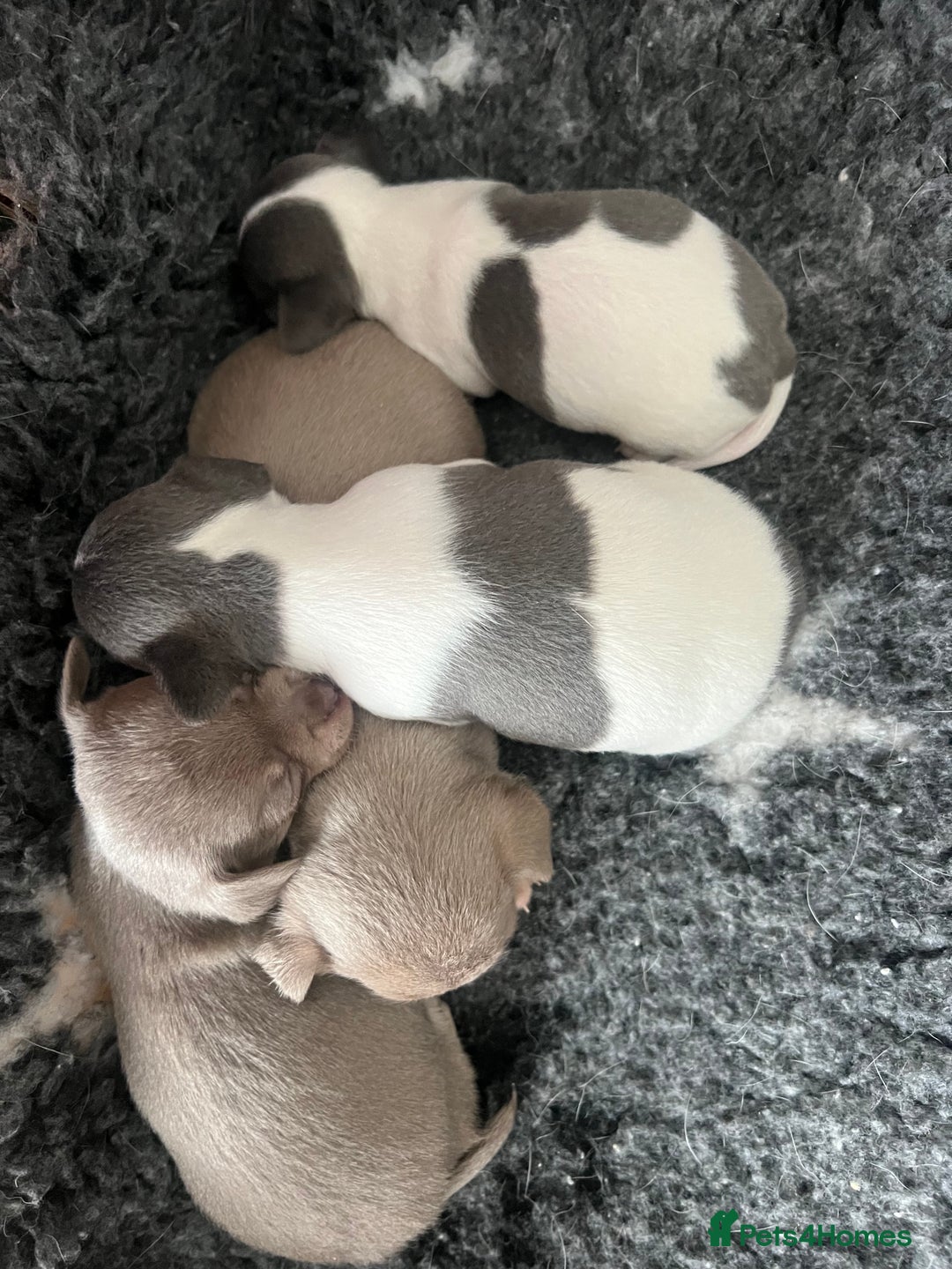 Chihuahua dogs for sale: 🐾gorgeous xs lilac & blue parti chihuahua pups🐾 - Image 2