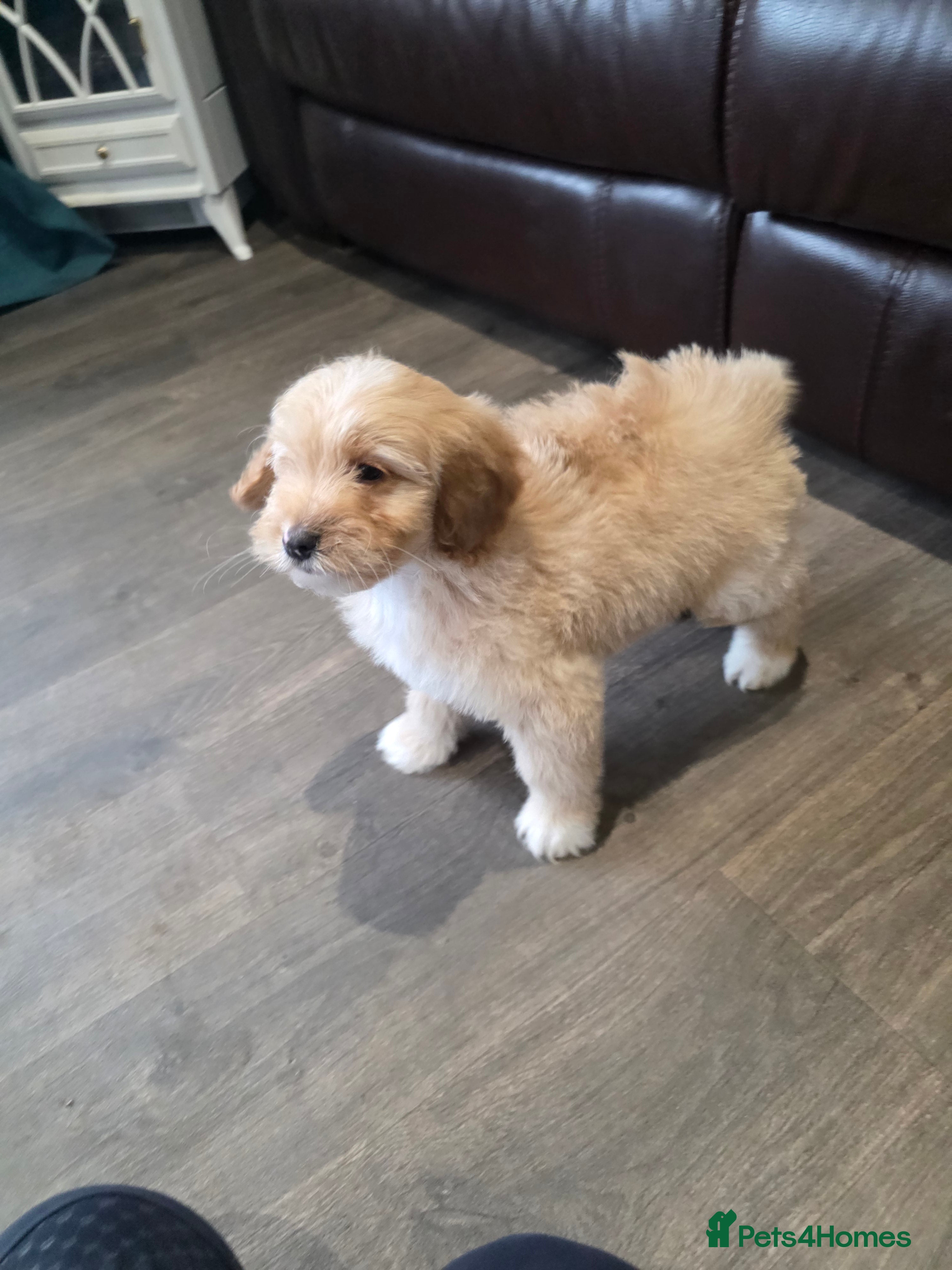 Cockapoo dogs Adorable Cockapoo pups ready to go 🐾 - Advert 1