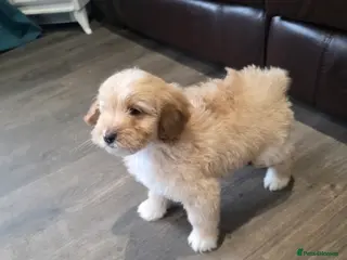 Cockapoo dogs Adorable Cockapoo pups ready to go 🐾 - Advert 1