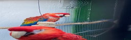 Macaws birds for sale: Scarlet pair for sale  - Advert 4
