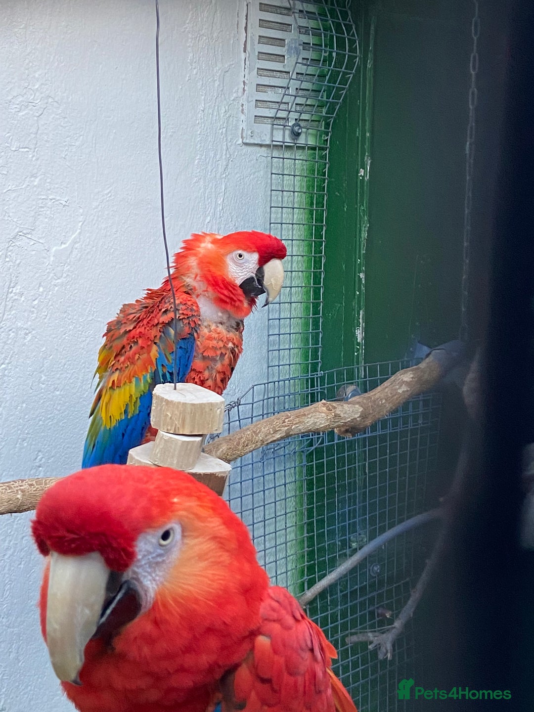 Macaws birds for sale: Scarlet pair for sale  - Advert 4