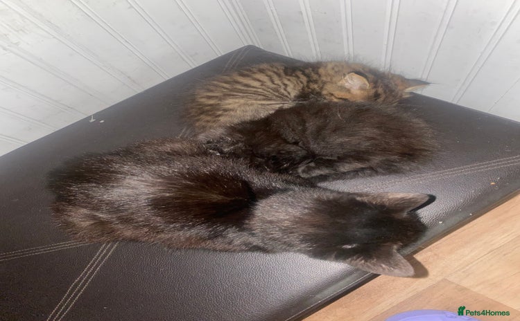 Mixed Breed cats - Advert 10