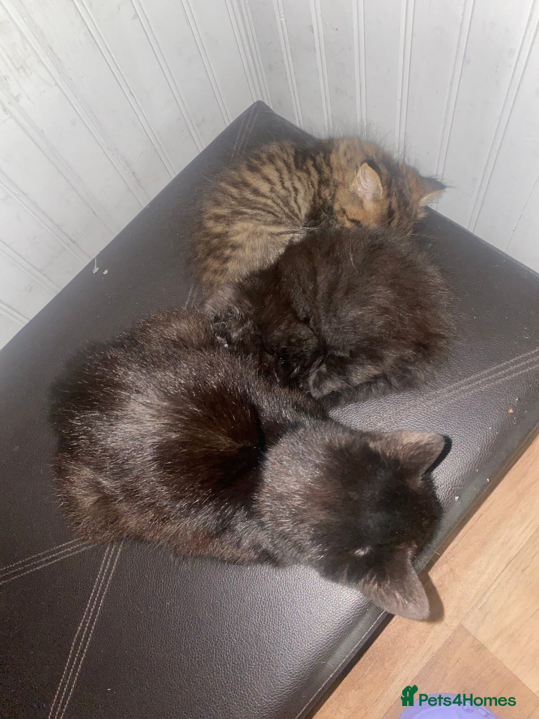 Mixed Breed cats for sale: Two little beauties  - Image 1