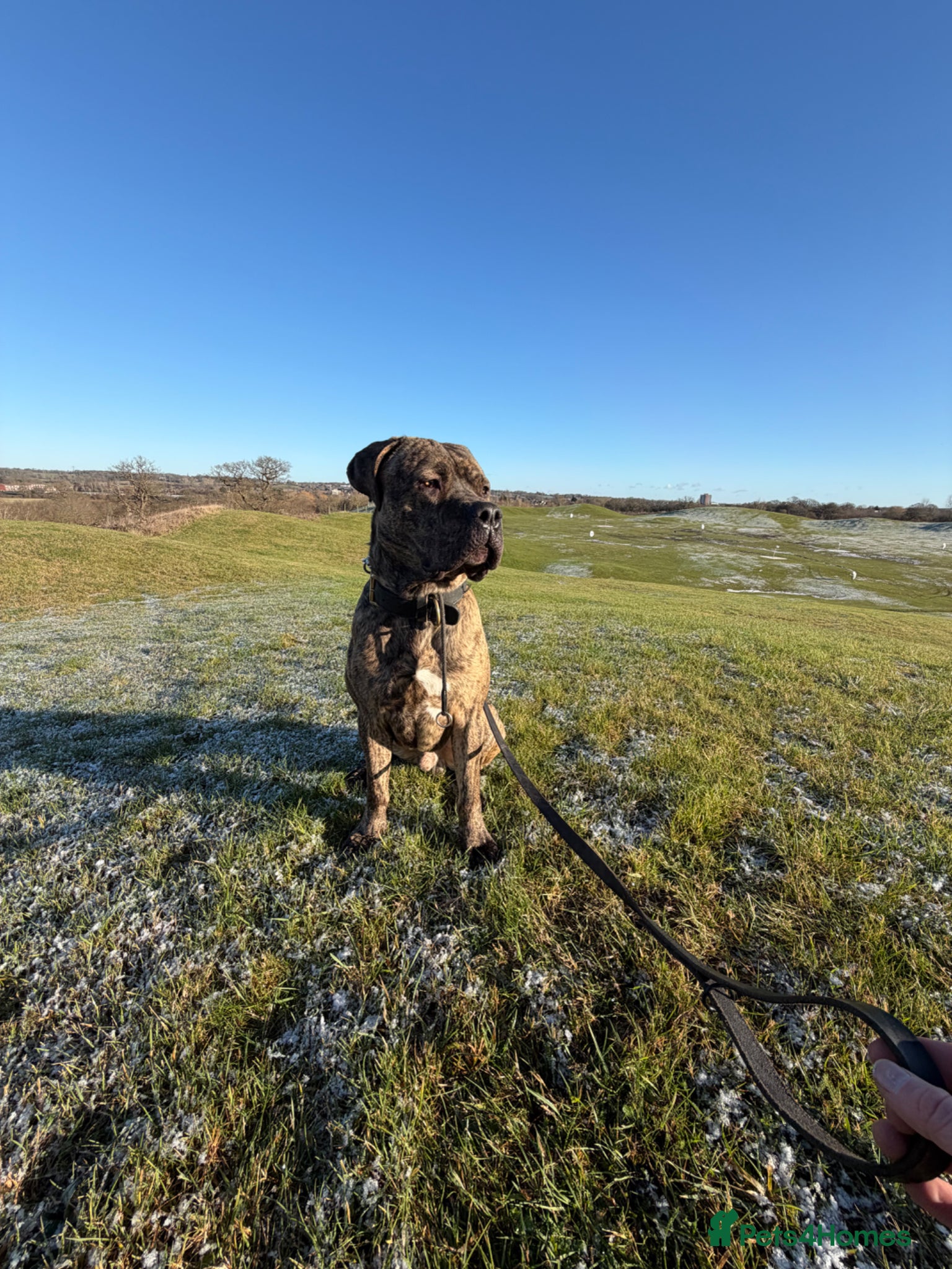 Mixed Breed dogs Mastiff X Herder Pups (x8) 3 male - 5 female  - Advert 1