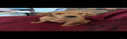 Golden Retriever dogs for sale: Golden retriever DOG Puppies Only - Advert 1