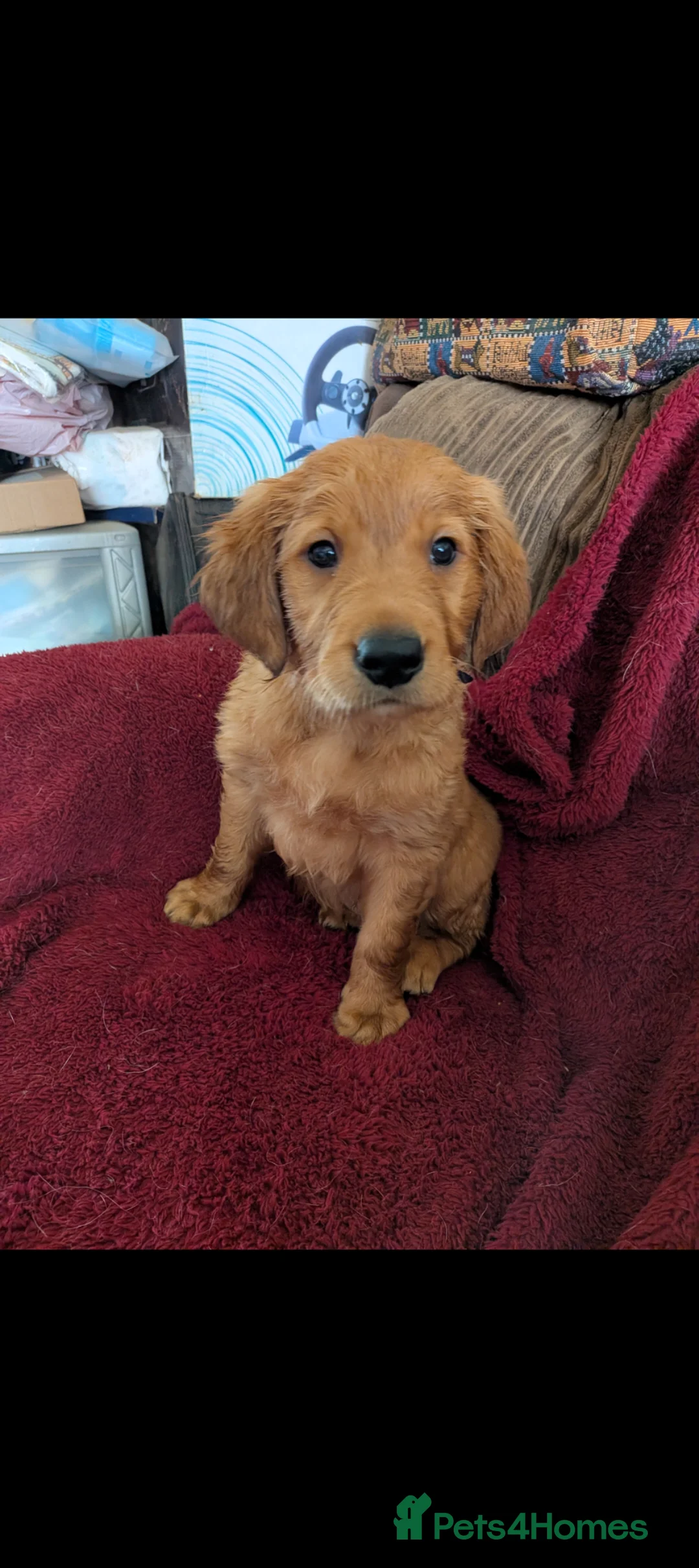 Golden Retriever dogs for sale: Golden retriever DOG Puppies Only - Advert 1
