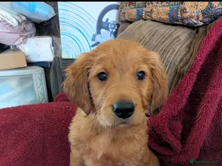 Golden Retriever dogs Golden retriever DOG Puppies Only - Advert 17