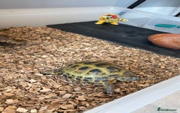 Tortoise reptiles for sale: Horsefield Tortoise, Male, 2y/o + Full Setup - Image 12