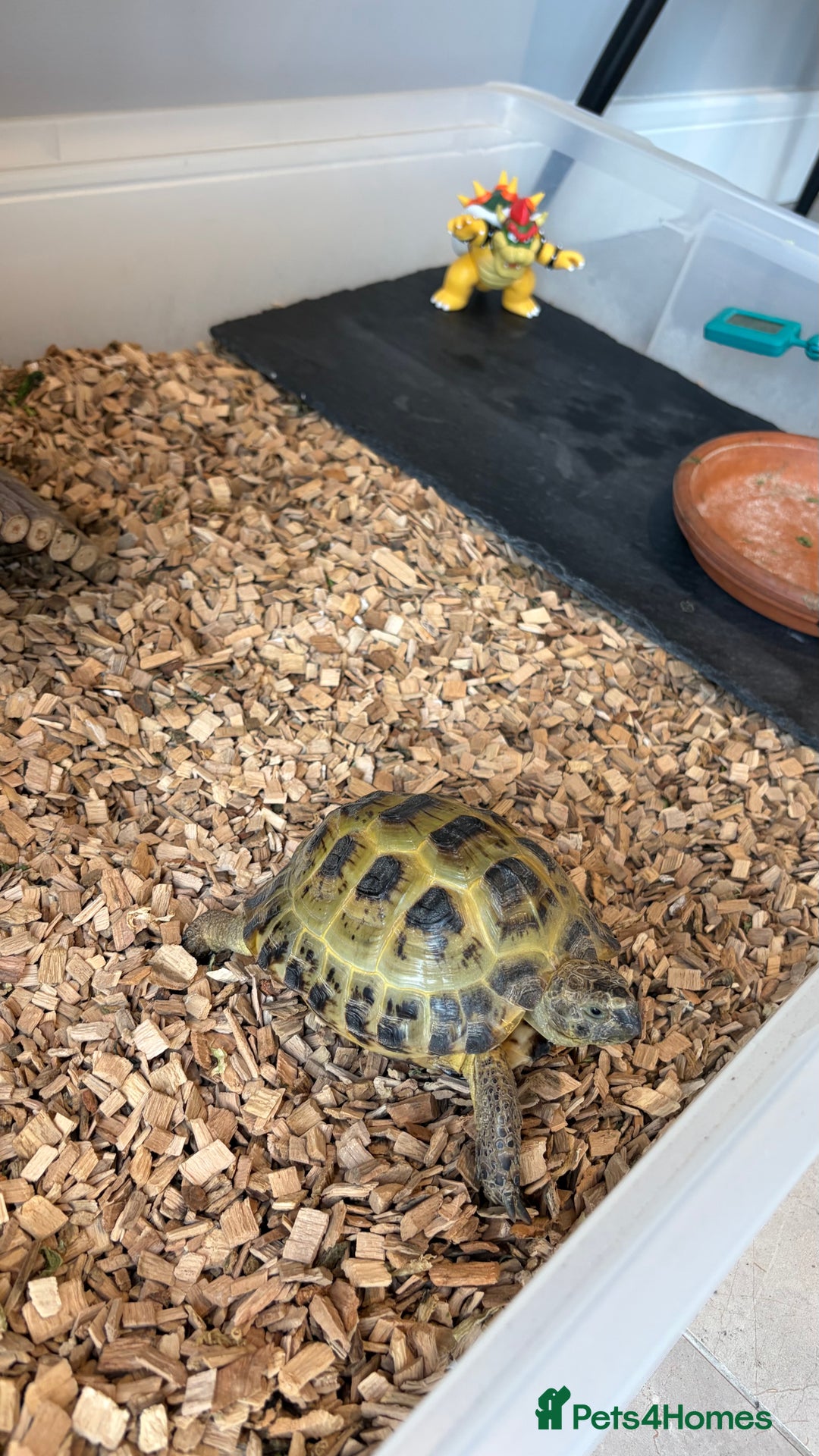 Tortoise reptiles for sale: Horsefield Tortoise, Male, 2y/o + Full Setup - Image 12