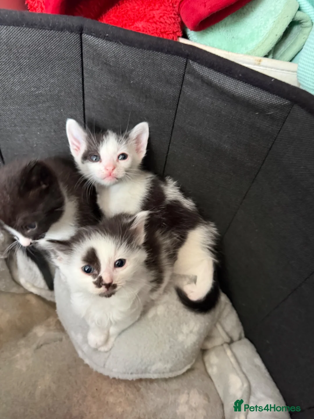 Mixed Breed cats for sale: 6 kittens for sale  - Advert 7