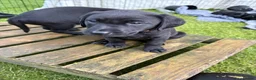 Labrador Retriever dogs for sale: KC FTCh Black Lab Boys - Elite Quality, Ready Now - Advert 3