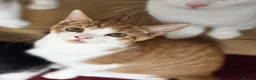 Mixed Breed cats for sale: These are exceptional kittens. - Advert 18
