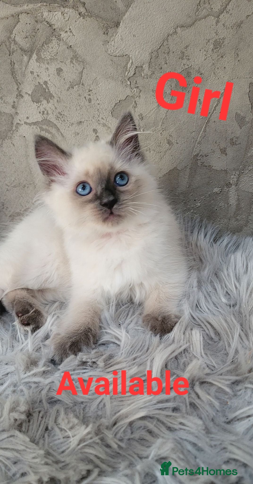 Ragdoll cats !! 1 GIRL AVAILABLE!! Beautiful Ragdoll Kittens  - Advert 11